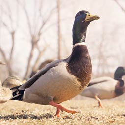 发卡平台正规的ddos在线攻击测试网站